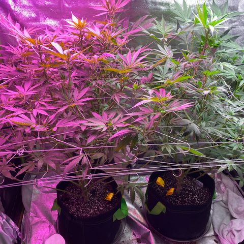 Gorilla cookies fast flower #2 growlog timeline photo