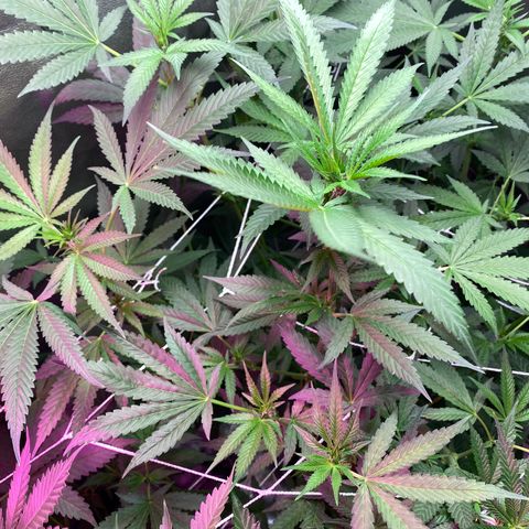 Gorilla cookies fast flower #2 growlog timeline photo