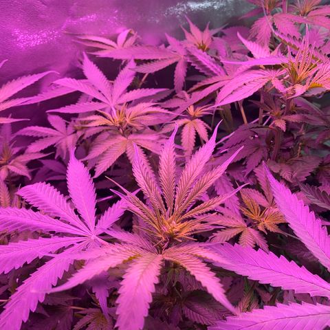 Gorilla Cookies Fast Flower #1 growlog timeline photo