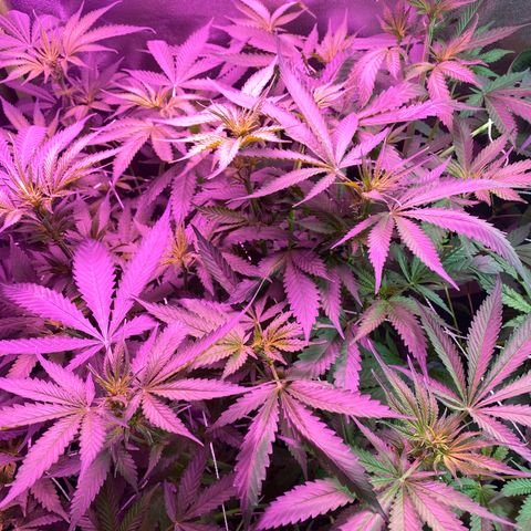 Gorilla Cookies Fast Flower #1 growlog timeline photo