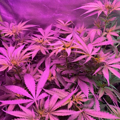 Gorilla Cookies Fast Flower #1 growlog timeline photo