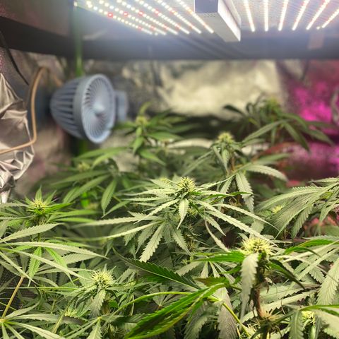 Gorilla Cookies Fast Flower #1 growlog timeline photo