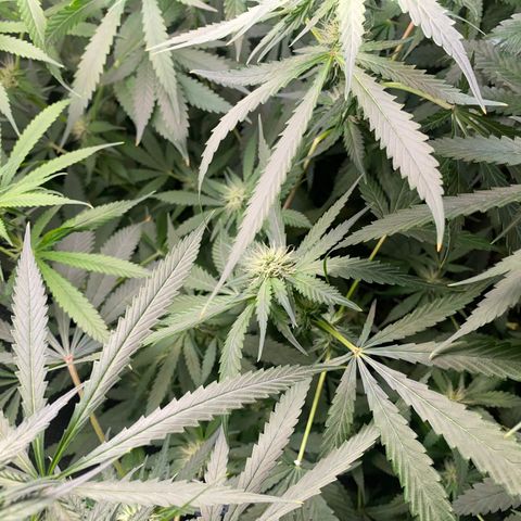 Gorilla Cookies Fast Flower #1 growlog timeline photo