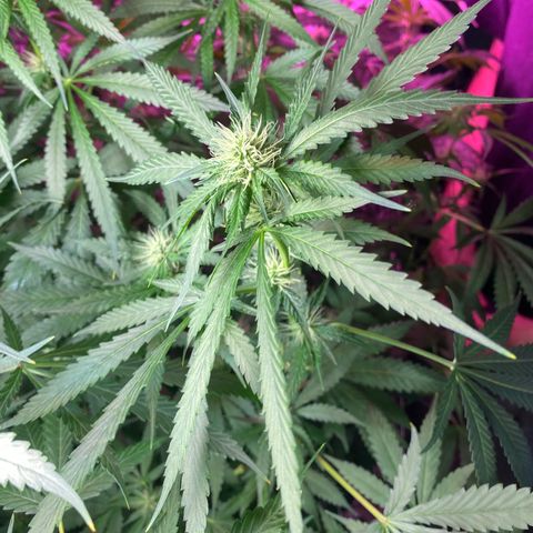 Gorilla Cookies Fast Flower #1 growlog timeline photo