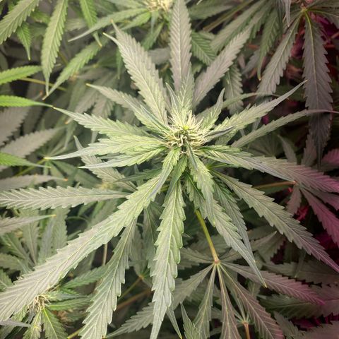 Gorilla Cookies Fast Flower #1 growlog timeline photo