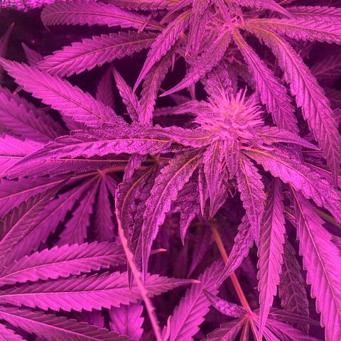 Gorilla cookies fast flower #2 growlog timeline photo