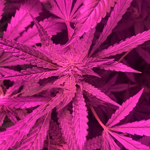 Gorilla cookies fast flower #2 growlog timeline photo