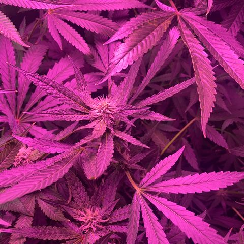 Gorilla cookies fast flower #2 growlog timeline photo