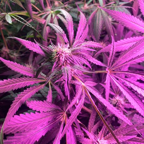 Gorilla cookies fast flower #2 growlog timeline photo