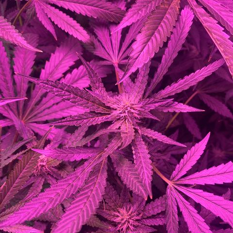 Gorilla cookies fast flower #2 growlog timeline photo