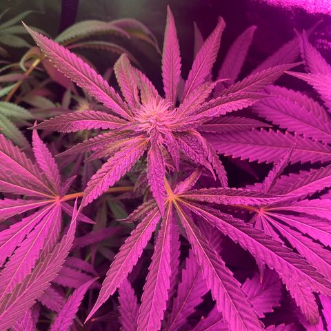 Gorilla cookies fast flower #2 growlog timeline photo