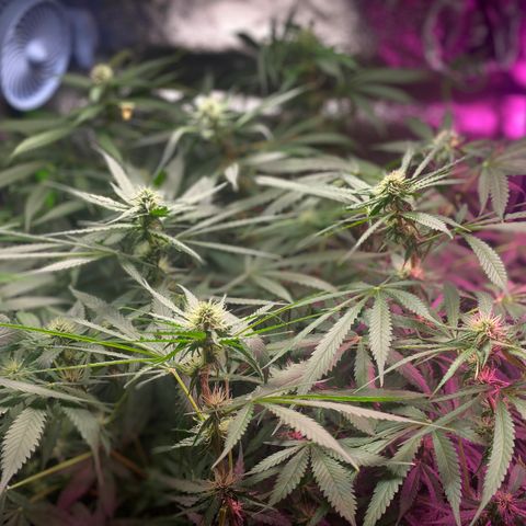 Gorilla Cookies Fast Flower #1 growlog timeline photo