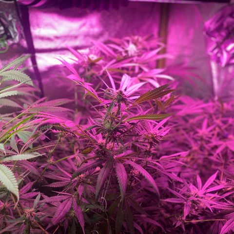Gorilla cookies fast flower #2 growlog timeline photo