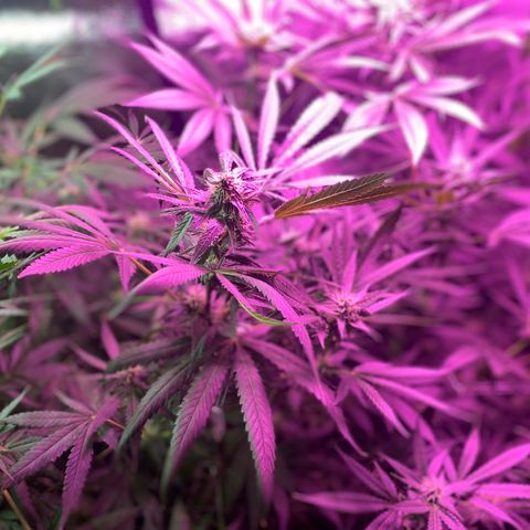 Gorilla cookies fast flower #2 growlog timeline photo