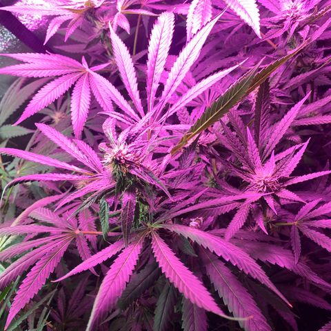 Gorilla cookies fast flower #2 growlog timeline photo