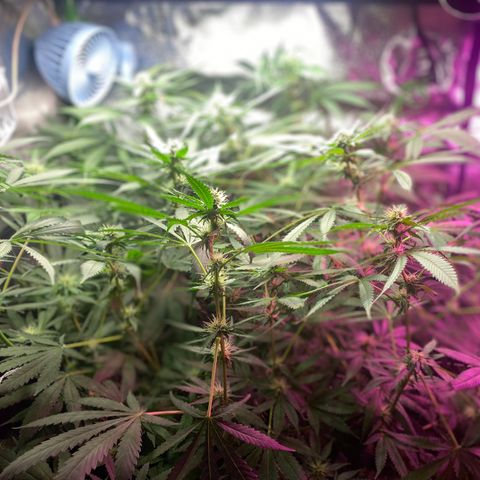 Gorilla cookies fast flower #2 growlog timeline photo