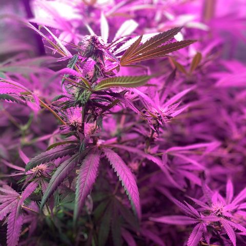 Gorilla cookies fast flower #2 growlog timeline photo