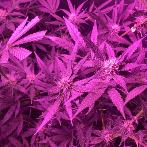 Gorilla Cookies Fast Flower #1 growlog timeline photo