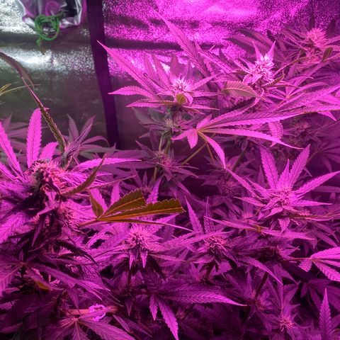 Gorilla Cookies Fast Flower #1 growlog timeline photo