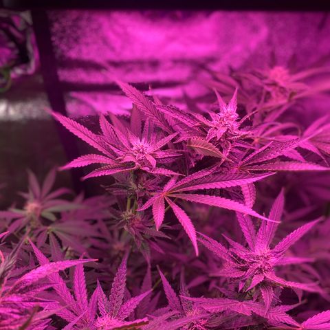 Gorilla Cookies Fast Flower #1 growlog timeline photo