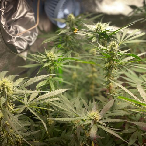 Gorilla cookies fast flower #2 growlog timeline photo