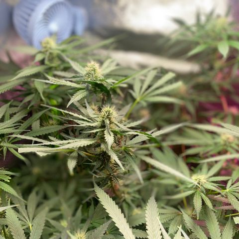 Gorilla cookies fast flower #2 growlog timeline photo