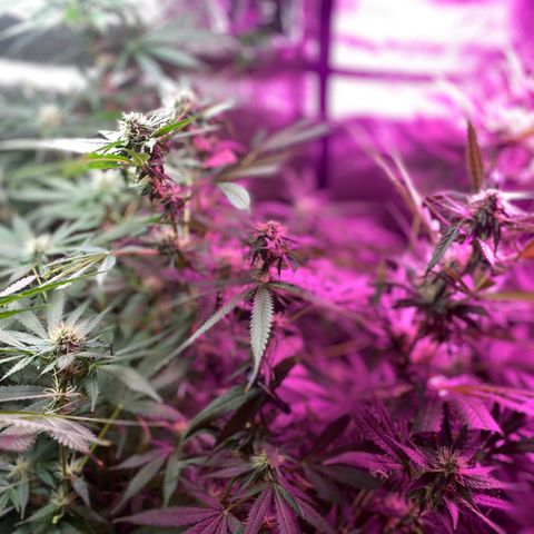 Gorilla cookies fast flower #2 growlog timeline photo