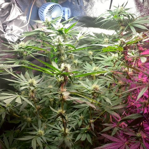 Gorilla cookies fast flower #2 growlog timeline photo