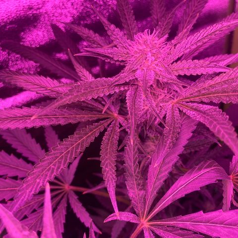 Gorilla cookies fast flower #2 growlog timeline photo