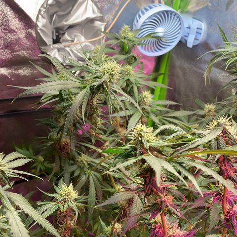 Gorilla cookies fast flower #2 growlog timeline photo