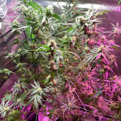 Gorilla cookies fast flower #2 growlog timeline photo
