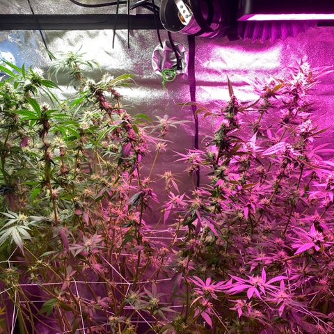 Gorilla cookies fast flower #2 growlog timeline photo
