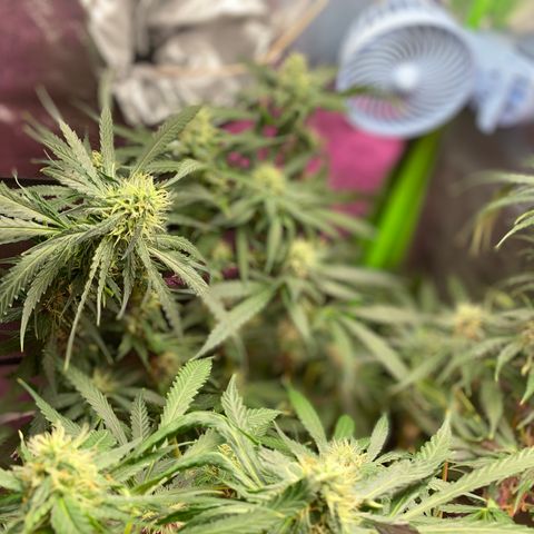 Gorilla cookies fast flower #2 growlog timeline photo