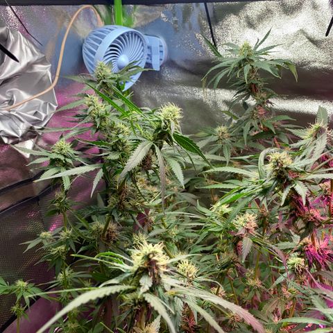 Gorilla cookies fast flower #2 growlog timeline photo