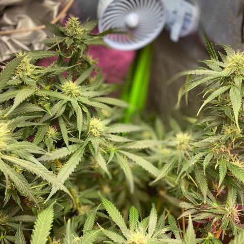 Gorilla cookies fast flower #2 growlog timeline photo