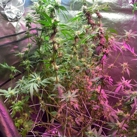Gorilla cookies fast flower #2 growlog timeline photo