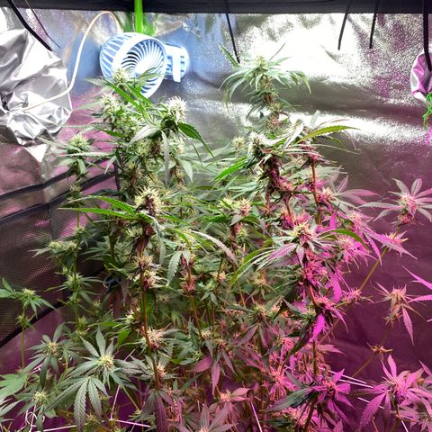Gorilla cookies fast flower #2 growlog timeline photo