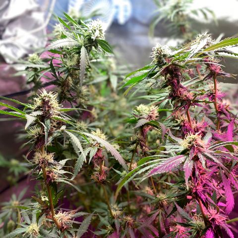 Gorilla cookies fast flower #2 growlog timeline photo