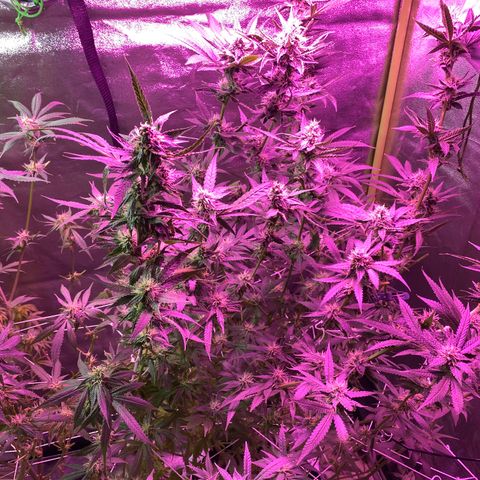 Gorilla Cookies Fast Flower #1 growlog photo: Defoliated a lot today. Probably pretty stressed out at this point but shooting for this to be the last trim before harvest! Very, very sticky girls! 