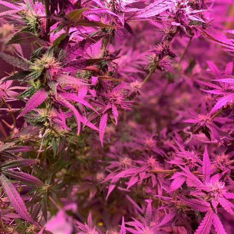 Gorilla Cookies Fast Flower #1 growlog photo: Defoliated a lot today. Probably pretty stressed out at this point but shooting for this to be the last trim before harvest! Very, very sticky girls! 