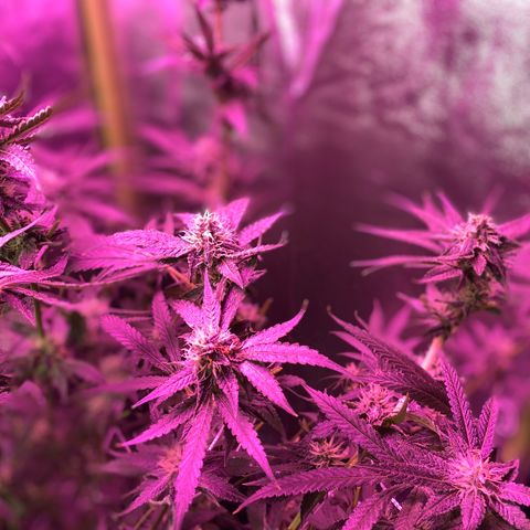 Gorilla Cookies Fast Flower #1 growlog photo: Defoliated a lot today. Probably pretty stressed out at this point but shooting for this to be the last trim before harvest! Very, very sticky girls! 