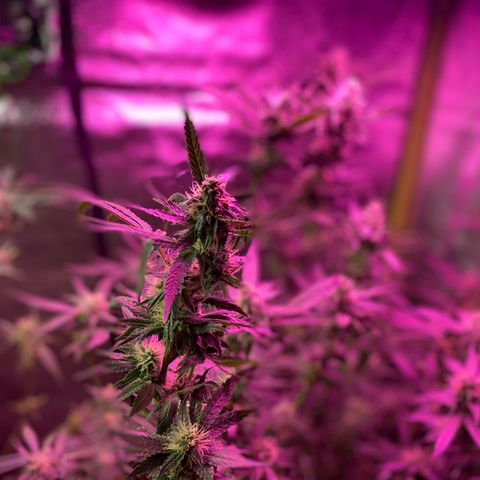 Gorilla Cookies Fast Flower #1 growlog photo: Defoliated a lot today. Probably pretty stressed out at this point but shooting for this to be the last trim before harvest! Very, very sticky girls! 