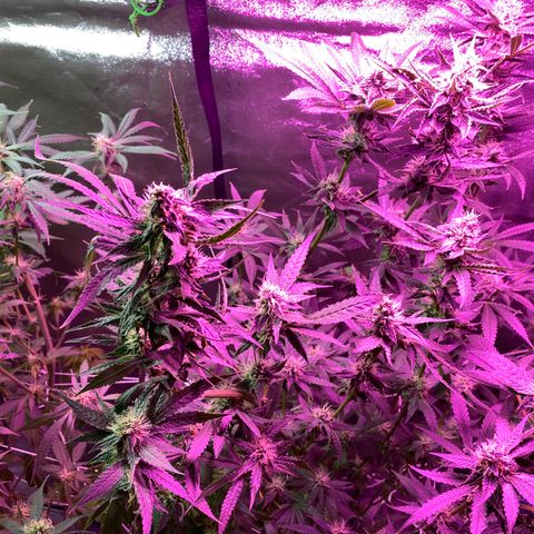 Gorilla Cookies Fast Flower #1 growlog photo: Defoliated a lot today. Probably pretty stressed out at this point but shooting for this to be the last trim before harvest! Very, very sticky girls! 