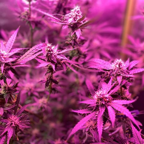 Gorilla Cookies Fast Flower #1 growlog photo: Defoliated a lot today. Probably pretty stressed out at this point but shooting for this to be the last trim before harvest! Very, very sticky girls! 