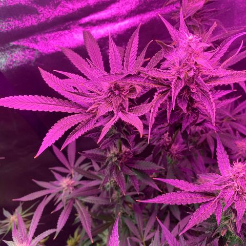 Gorilla Cookies Fast Flower #1 growlog photo: Defoliated a lot today. Probably pretty stressed out at this point but shooting for this to be the last trim before harvest! Very, very sticky girls! 