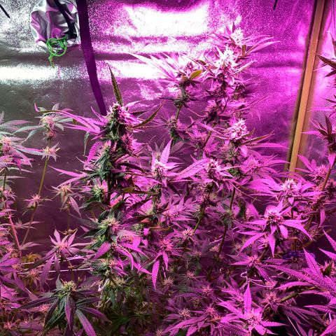 Gorilla Cookies Fast Flower #1 growlog photo: Defoliated a lot today. Probably pretty stressed out at this point but shooting for this to be the last trim before harvest! Very, very sticky girls! 