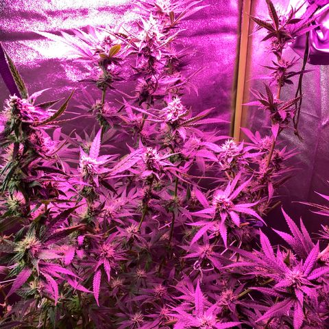 Gorilla Cookies Fast Flower #1 growlog photo: Defoliated a lot today. Probably pretty stressed out at this point but shooting for this to be the last trim before harvest! Very, very sticky girls! 
