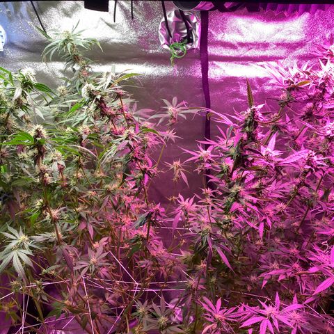 Gorilla Cookies Fast Flower #1 growlog photo: Defoliated a lot today. Probably pretty stressed out at this point but shooting for this to be the last trim before harvest! Very, very sticky girls! 