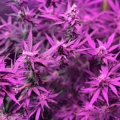Gorilla Cookies Fast Flower #1 growlog timeline photo