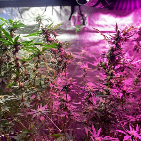 Gorilla Cookies Fast Flower #1 growlog timeline photo